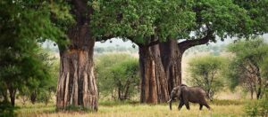 1-Day Elephant Paradise Tarangire National Park Tour