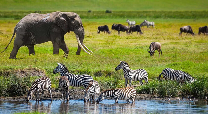 6 Days the Touch to Wilderness (Luxury Safari)