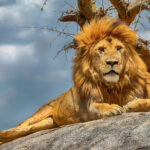 Der stolze Löwe gehört zu den furchterregendsten Raubtieren im Serengeti Nationalpark, Tansania